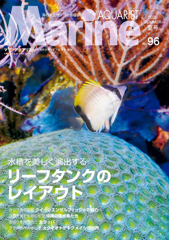 精巣の痕跡のないハナヒゲウツボ【M2 塚本 玄、B4坂本裕也、専任講師 澤山英太郎】 | 日本大学生物資源科学部海洋生物学科